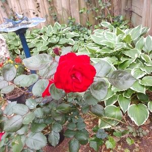 Meet your Posher, Cheryl